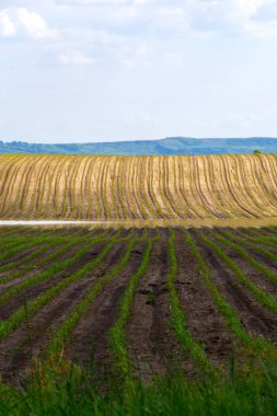 Şeker pancarı tarlası. Kırsal, bitki.