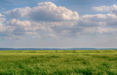 yağlı tohum tecavüz alanı. Kırsal, bitki.
