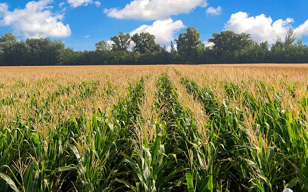 Mısır, Mısır alan