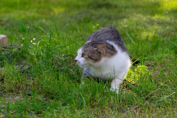 Cat ready for attack