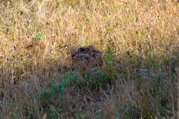 Conejo salvaje en la hierba — Foto de Stock