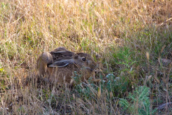 Wild konijn in het gras — Stockfoto