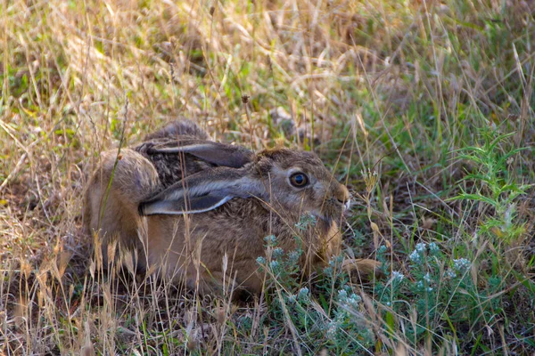 Wild konijn in het gras — Stockfoto