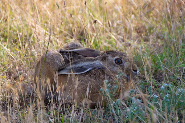 Wild konijn in het gras — Stockfoto