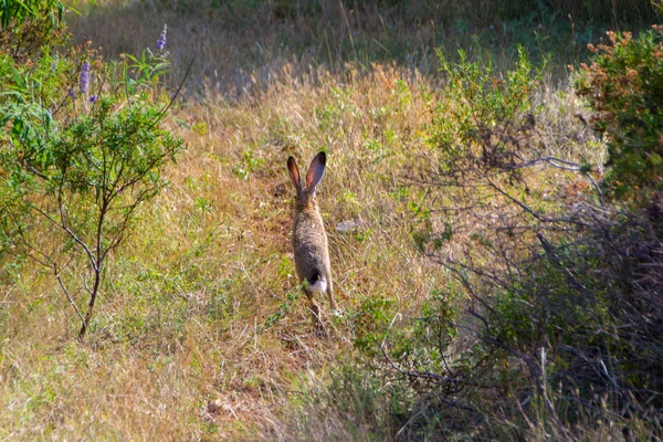 Wild konijn in het gras — Stockfoto