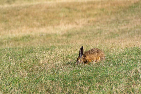 Wild rabbit in the grass — Stock Photo, Image