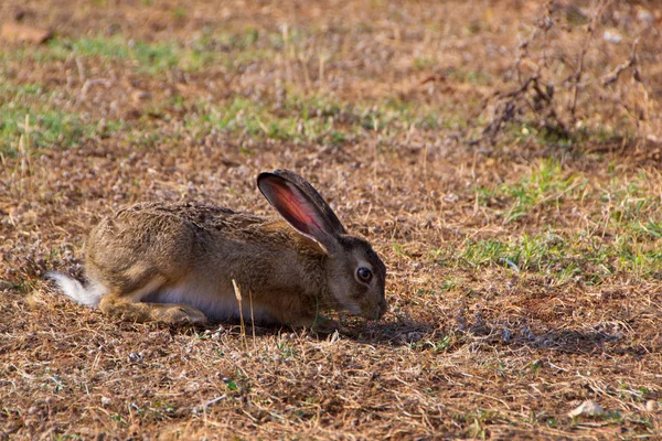 Wild konijn in het gras — Stockfoto