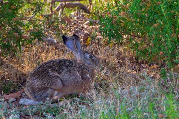 Conejo salvaje en la hierba — Foto de Stock