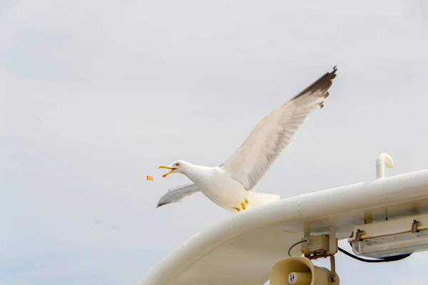 Gaviota. Vista de la gaviota desde el barco — Foto de Stock