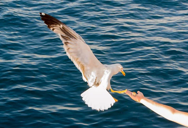 Gaviota. Vista de la gaviota desde el barco — Foto de Stock