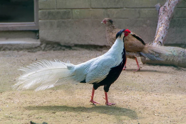 Vogels. Zilveren Fazant — Stockfoto