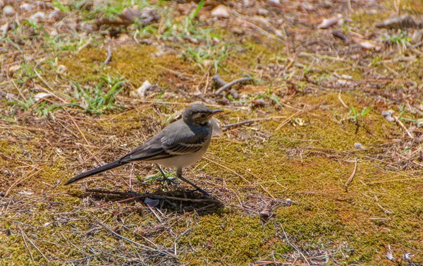 Der Vogel steht auf dem Gras — Stockfoto