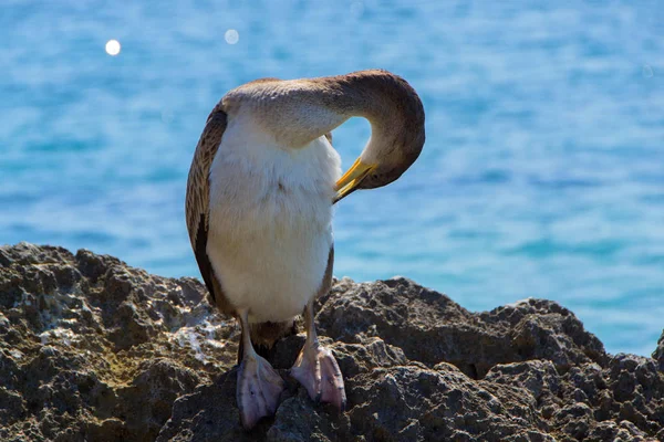 Joven Cormorán Hace Pasar Por Verdadero Maniquí Mordisquea Mano Que — Foto de Stock