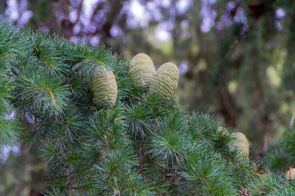 Cone de efeito Bokeh — Fotografia de Stock