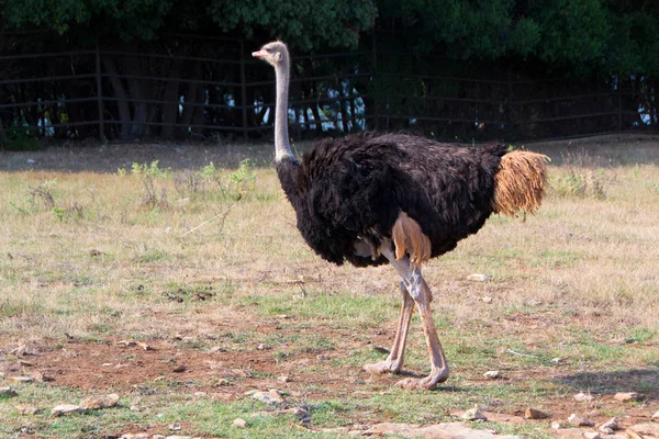 Struisvogel. Mannelijke struisvogel — Stockfoto