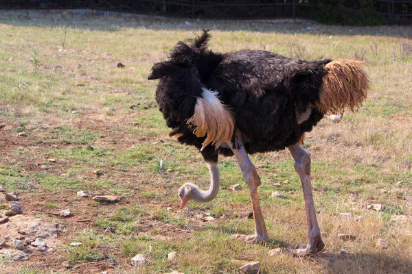 Struisvogel. Mannelijke struisvogel — Stockfoto