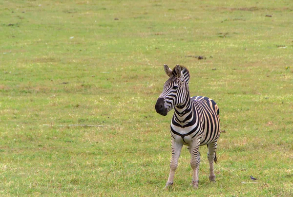Zebra jovem em um prado — Fotografia de Stock
