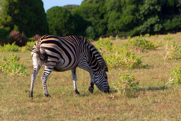 Zebra jovem em um prado — Fotografia de Stock