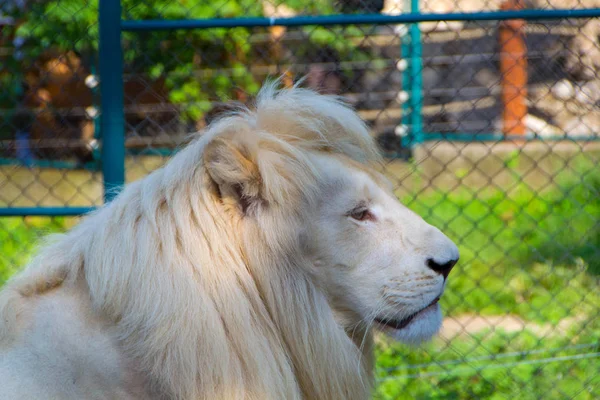 Albino lejon porträtt — Stockfoto