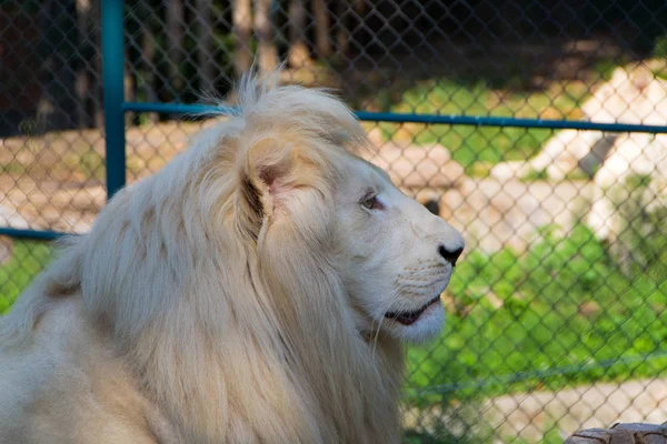 Retrato de leão albino — Fotografia de Stock
