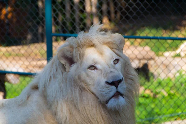 Albino lejon porträtt — Stockfoto