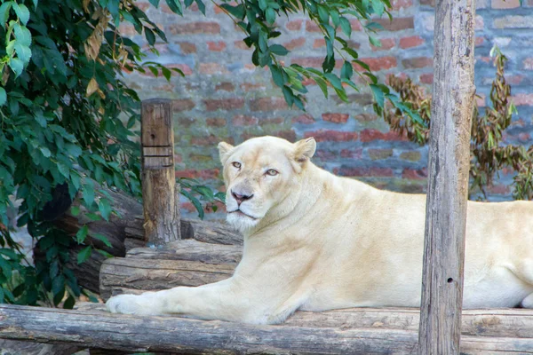 Retrato de leoa albina — Fotografia de Stock