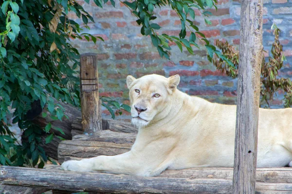 Retrato de leona albina —  Fotos de Stock