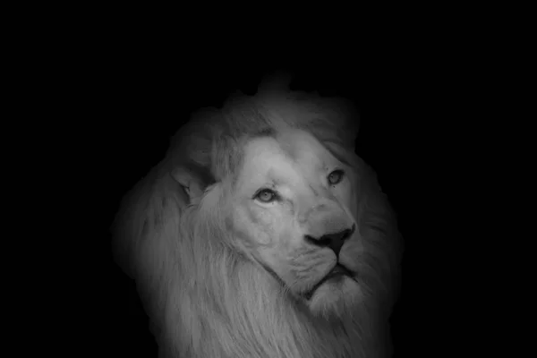 Portrait Very Rare Albino Lion Black Background Image — Stock Photo, Image