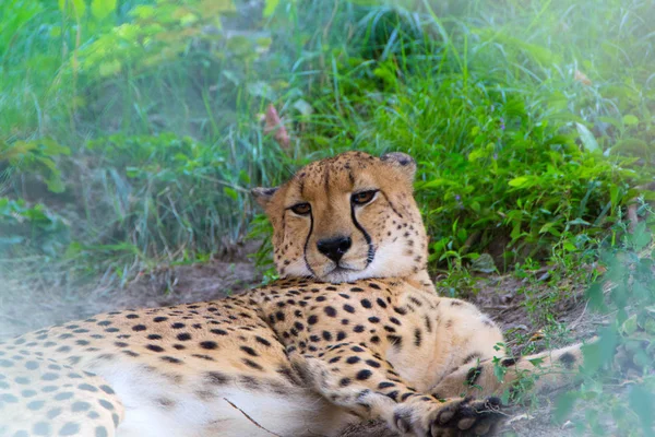 Cheetah, o animal mais rápido do mundo — Fotografia de Stock