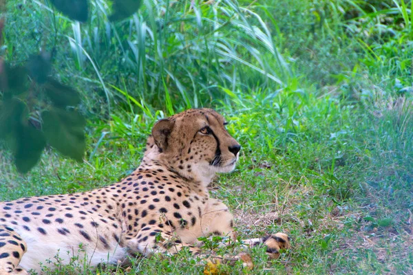 Gepard, nejrychlejší zvíře na světě — Stock fotografie