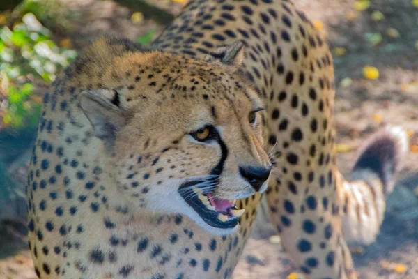 Cheetah, el animal más rápido del mundo Fotos de stock libres de derechos