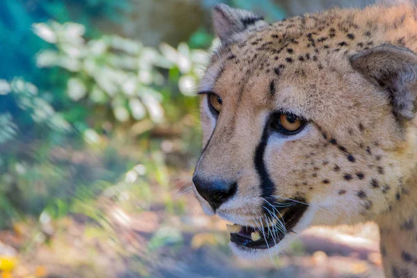 Cheetah, el animal más rápido del mundo Fotos de stock