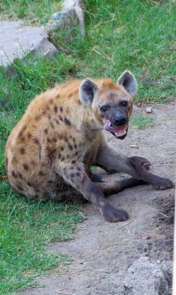 Hyène ou hyènes — Photo