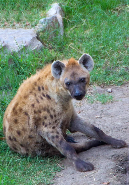 Sırtlan veya hyaenas — Stok fotoğraf