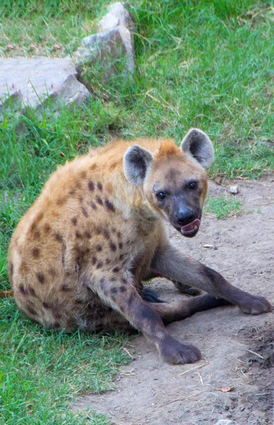 Hyène ou hyènes — Photo
