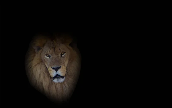 Лев Царь Животных Покоится Тени Своем Месте Жительства Изображение — стоковое фото