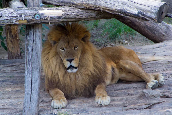 O leão, o rei dos animais — Fotografia de Stock