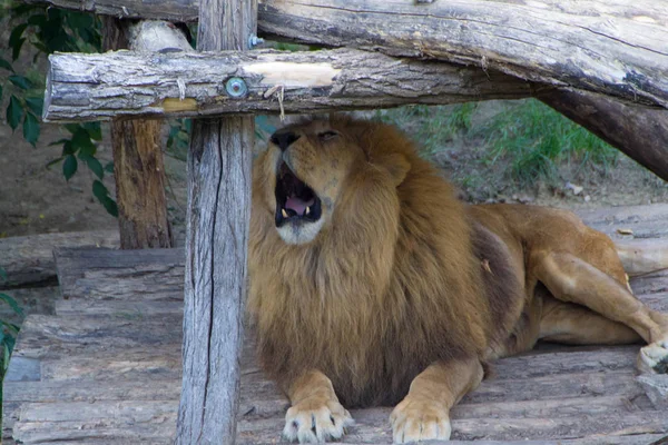 O leão, o rei dos animais — Fotografia de Stock