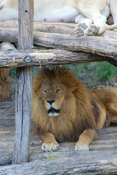 Il leone, il re degli animali — Foto Stock