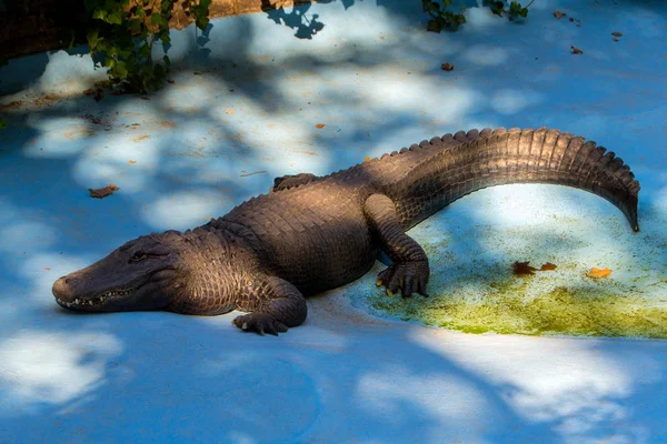 Der amerikanische Alligator — Stockfoto