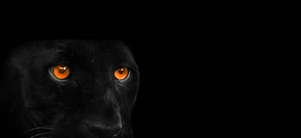 Una pantera negra — Foto de Stock