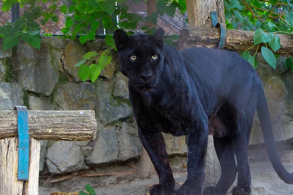 Una pantera nera — Foto Stock