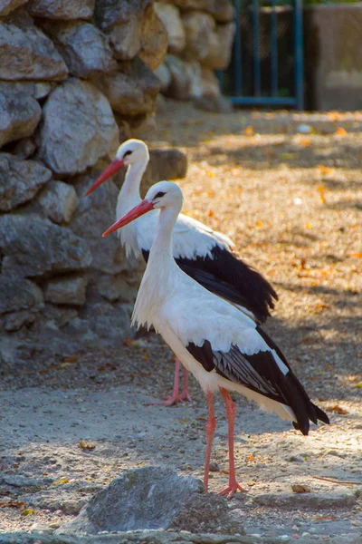 Stork, witte ooievaar — Stockfoto