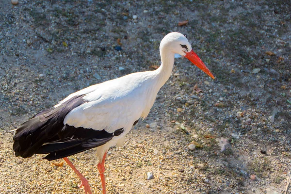 Stork, witte ooievaar — Stockfoto