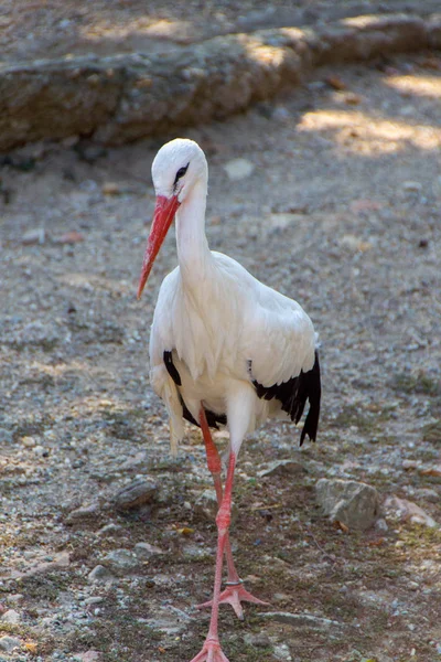 Stork, White stork — Stock Photo, Image