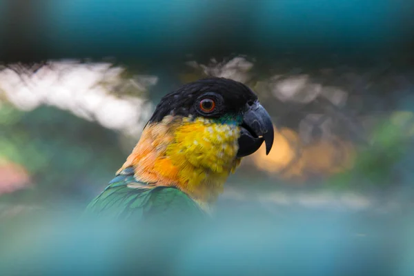 Черноголовый попугай — стоковое фото