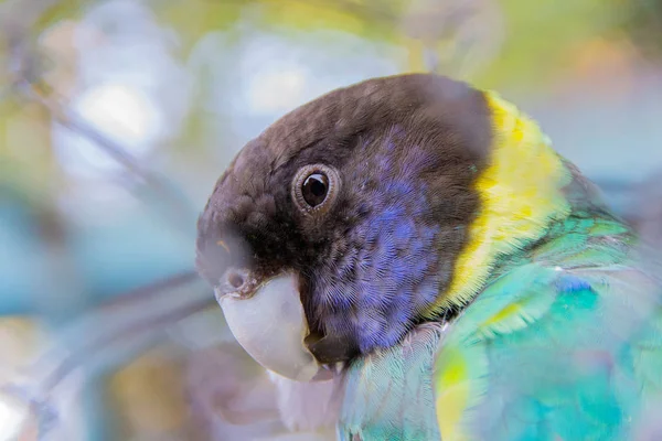 Black-headed Parrot — Stockfoto