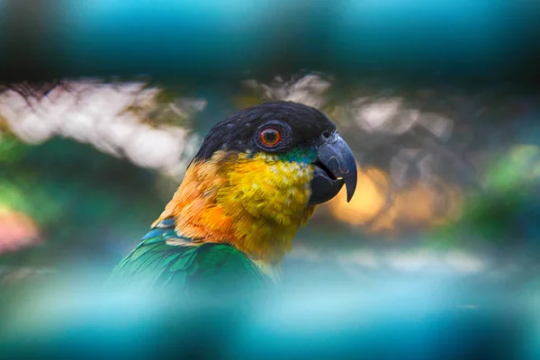 Черноголовый попугай — стоковое фото
