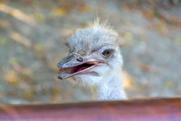 De gewone struisvogel — Stockfoto