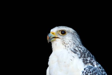Arctic Falcon, siyah arka plan üzerinde